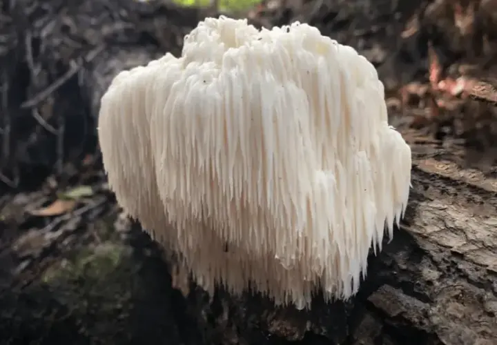 Lion's mane: 7 właściwości grzyba które cię zaskoczą