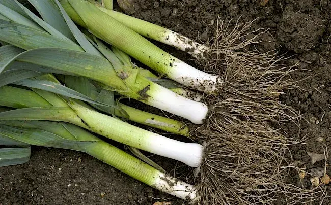 Ile kalorii ma por i jak wpływa na Twoją dietę oraz zdrowie?