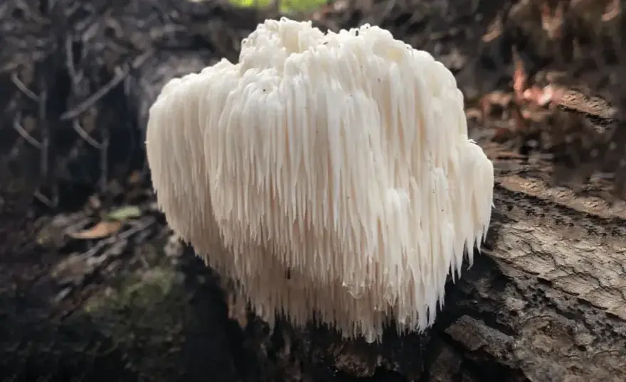 Lion's mane: 7 właściwości grzyba które cię zaskoczą